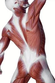 To regain function it is necessary to remove restrictions in the fascia tissue that cause stiffness, limited range of motion and compromise blood circulation to muscles and nerves.